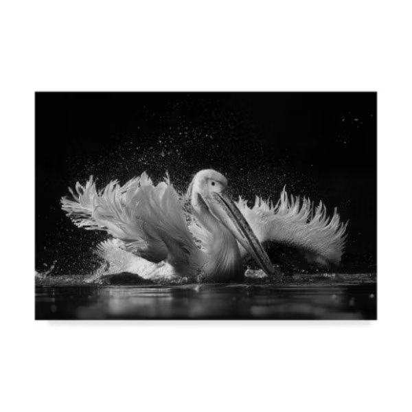 Cs Tjandra 'Pelican Flapping' Canvas Art, 12x19, Trademark Fine Art, Mfr#: 1X06867-C1219GG